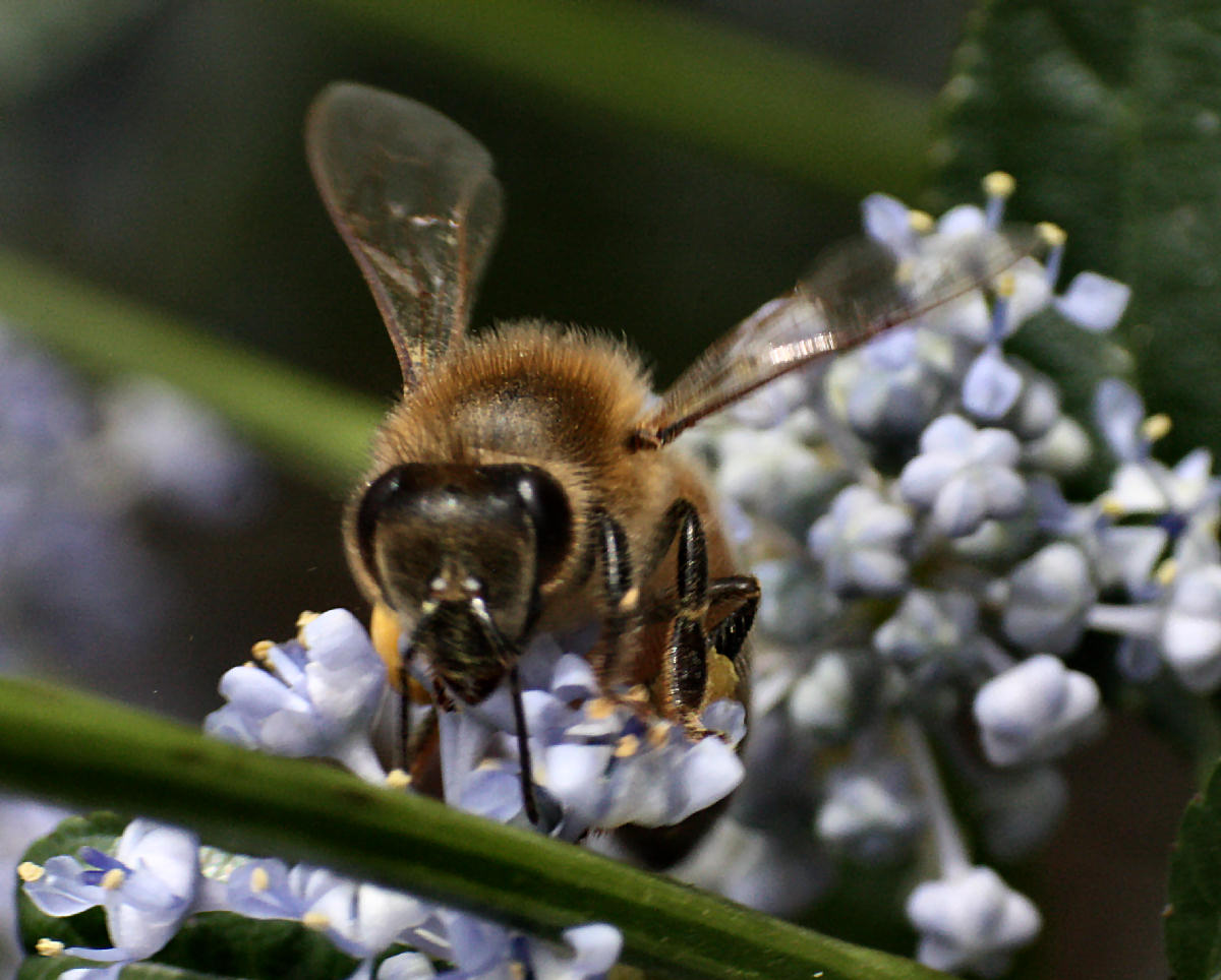 Apis mellifera